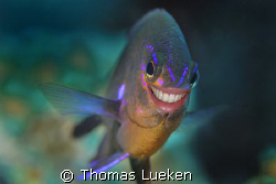 always dive with a smile by Thomas Lueken 